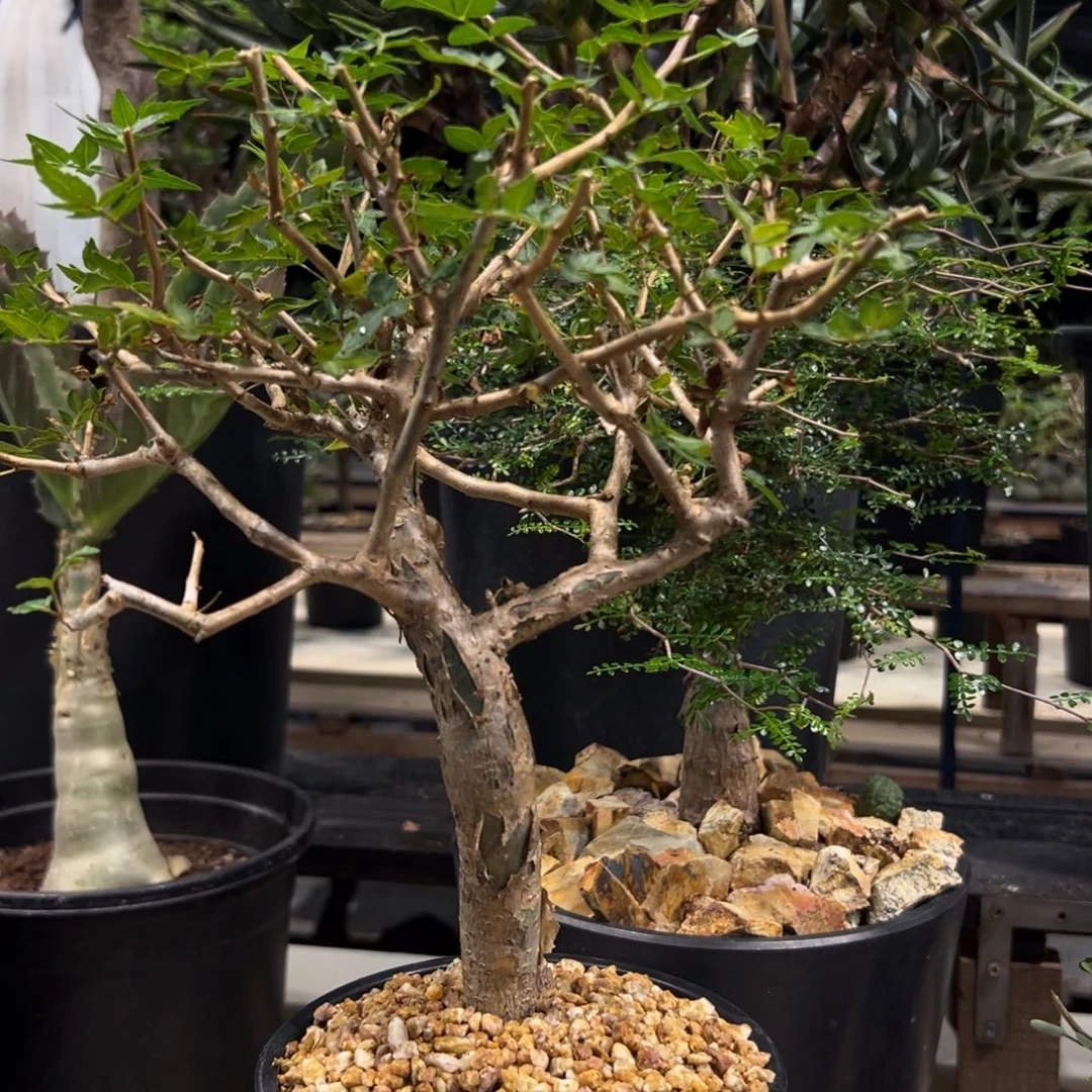 小****281芳香橄榄带盆发货植物