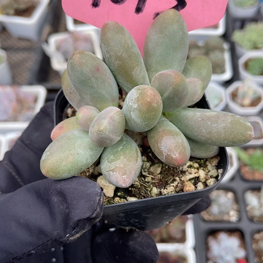 1013糖果美人多肉植物