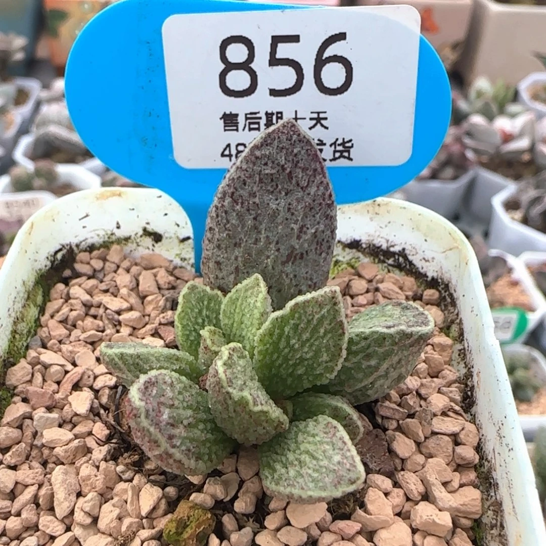 朱雀。    856。
