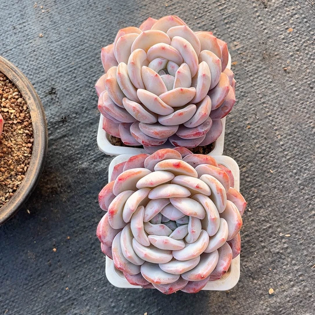 H**宝多肉植物多肉植物