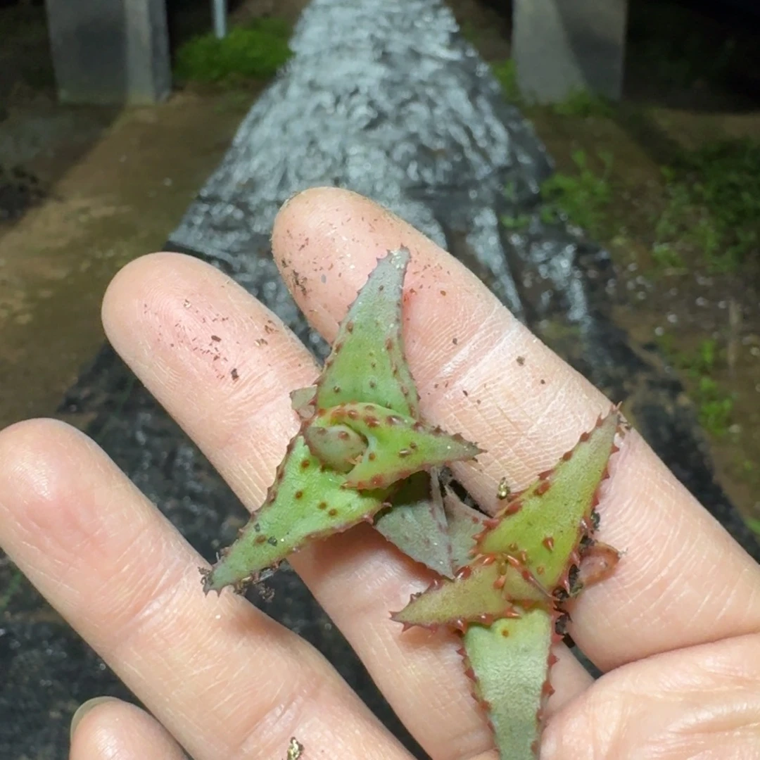 卡萨帝芦荟多肉植物