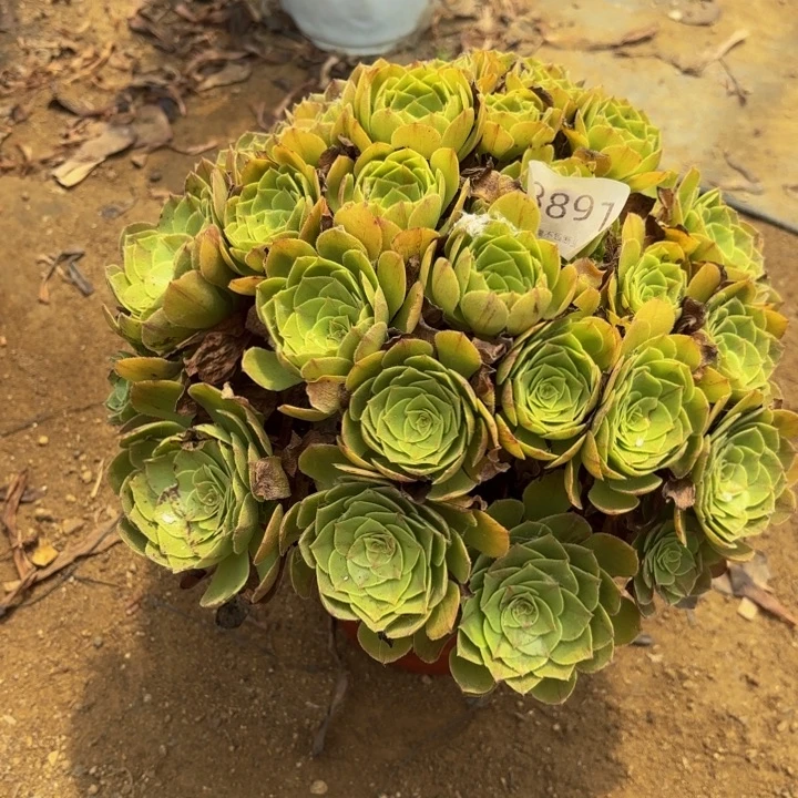 万圣节多肉处理不包断头3891