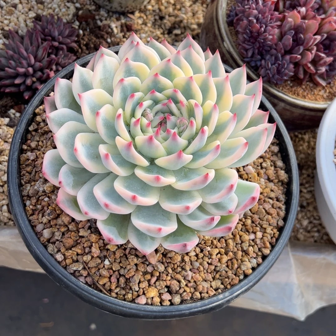 吉娃娃锦 夏鸣园艺