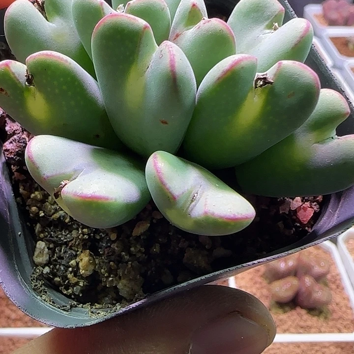 花****哈哈哈哈哈哈哈哈哈哈831