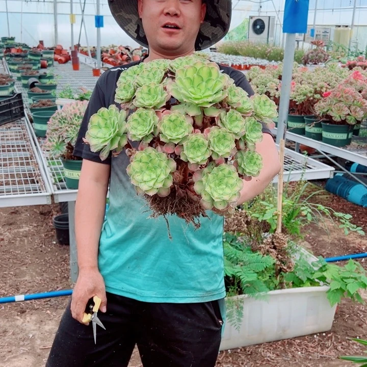 韶华二加伦多肉法师