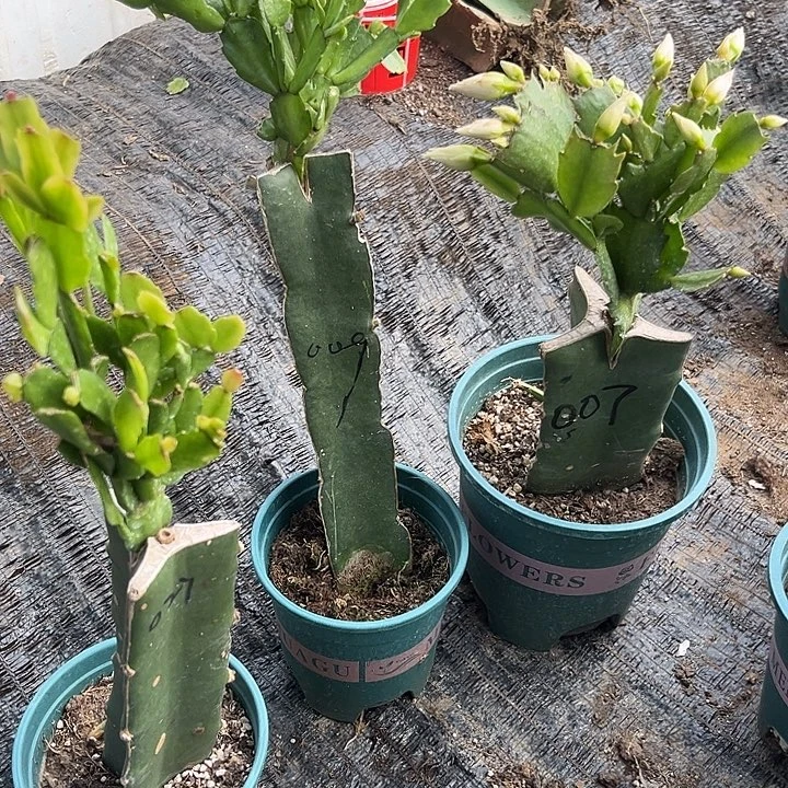 暖***春009和007两颗脱土发