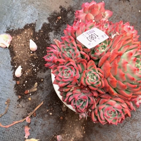 蓝*1080佛洛瑞安娜多肉