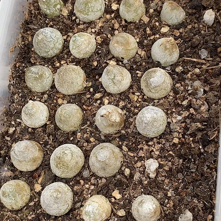 786灯泡一盒一盒