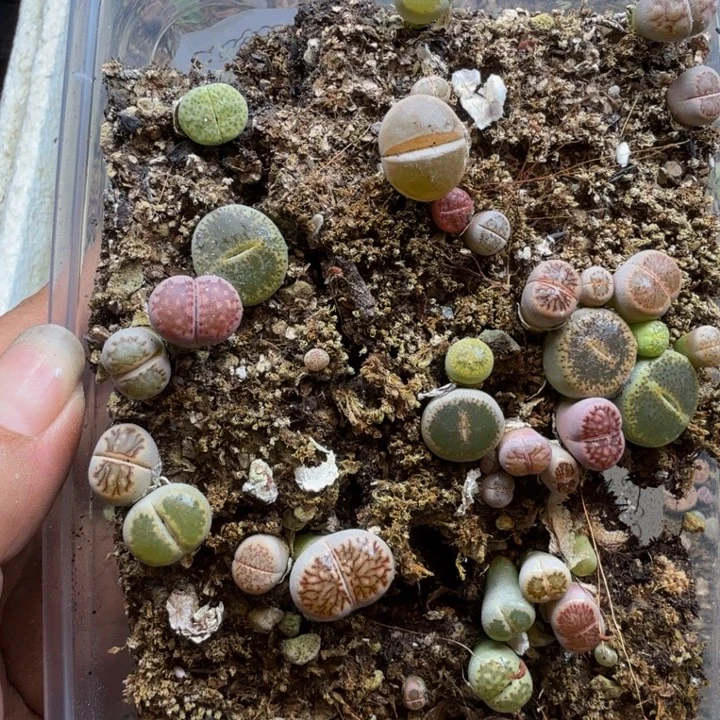 福利福利福利福利紫31