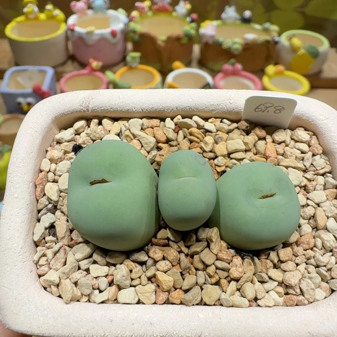 蘑菇1095大型红嘴多肉植物