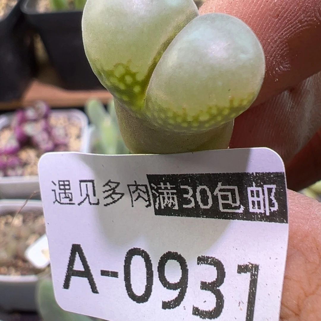 多肉植物111111111111111