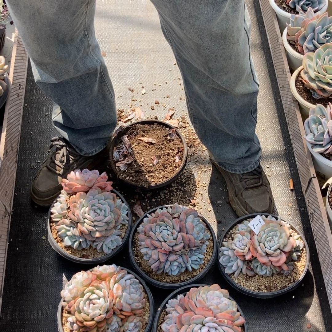 8-9梦露随机7头有砍