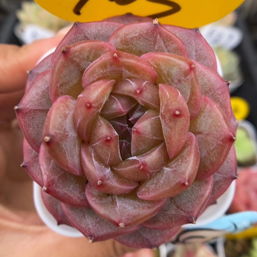 魅影珍妮可拍903号