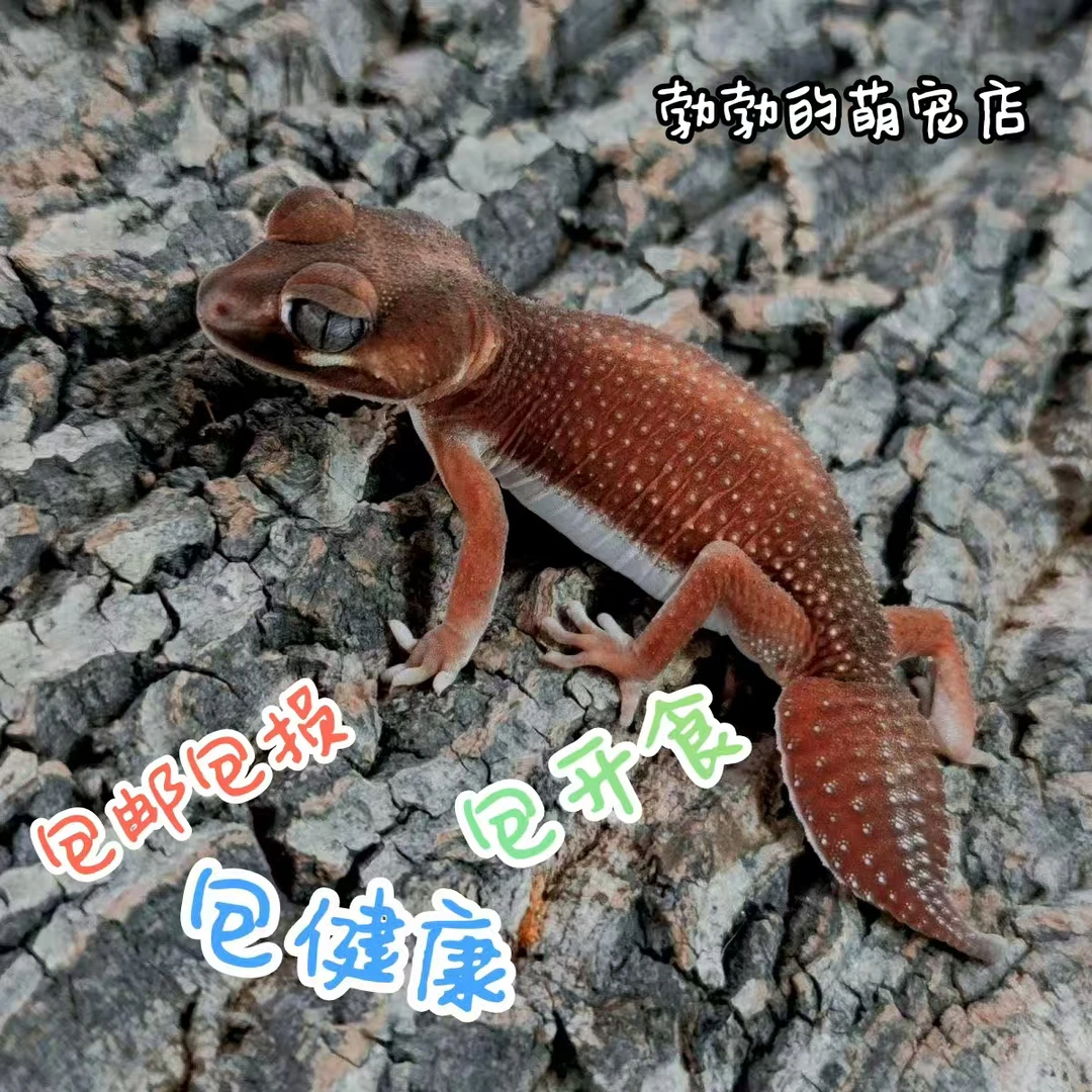 细皮瘤尾守宫皮卡丘小火龙造型可爱活体宠物爬宠视频确定发货