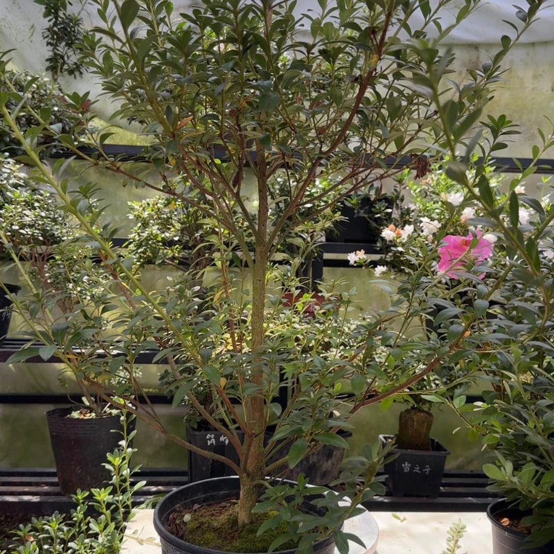 淡***泊完全开放舞小町杜鹃