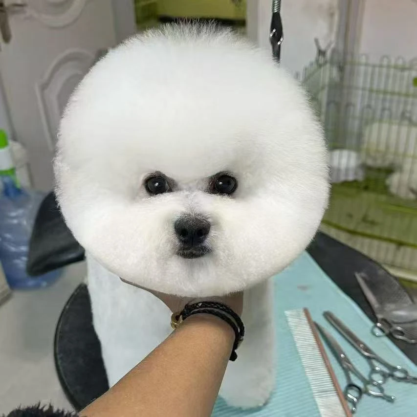 【小亮家比熊】狗狗活体