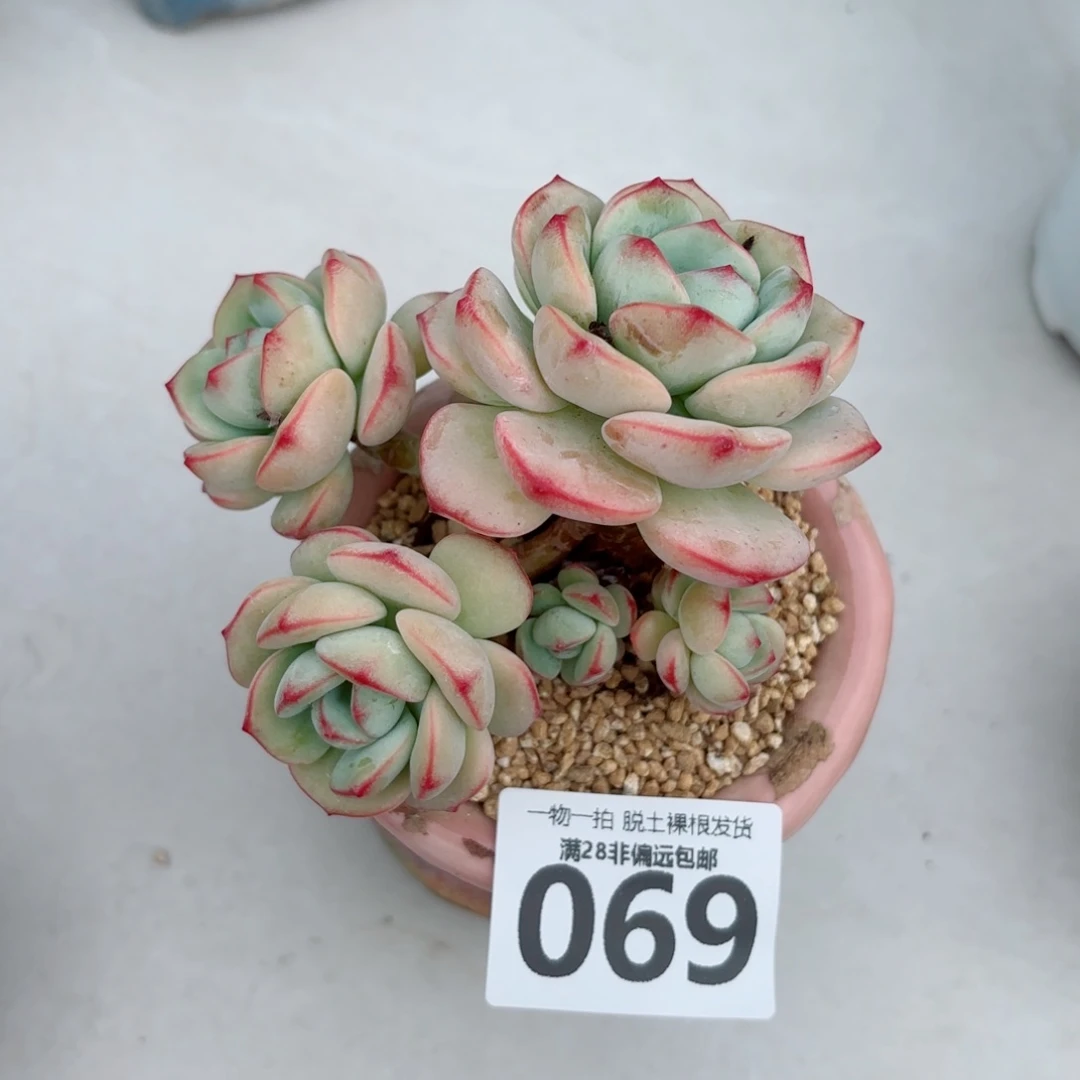 香草老桩多肉多肉多肉