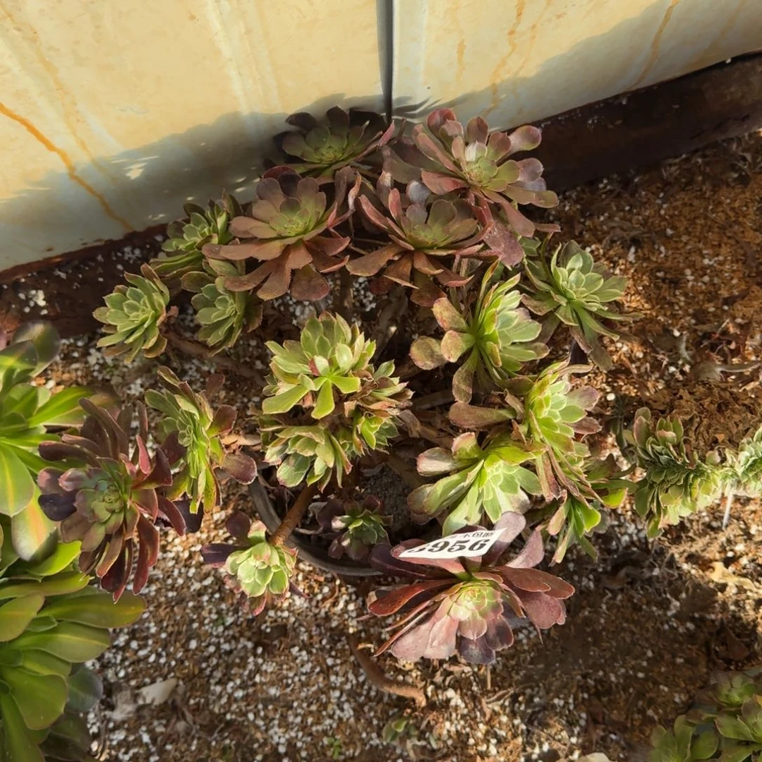 雪浪无售后3956 19-6