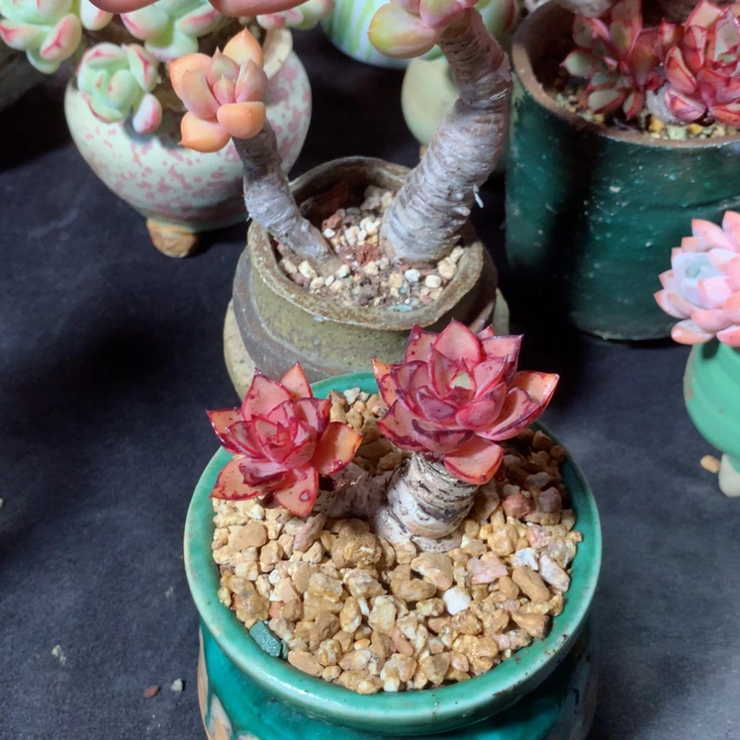 完全开放我买什么呢，我是