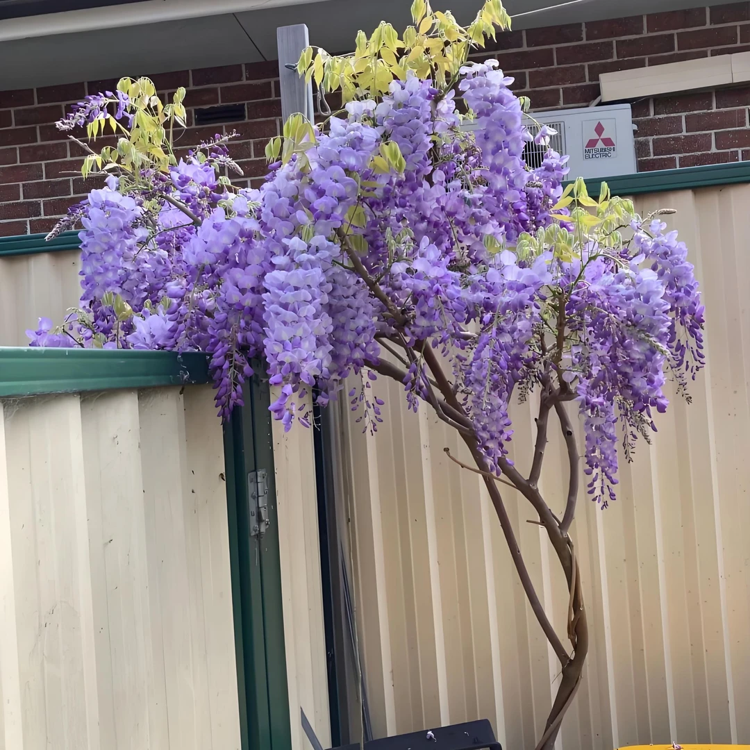 【麷花】紫藤花走廊庭院楼顶阳台围栏爬墙藤蔓植物盆地栽多季节开花