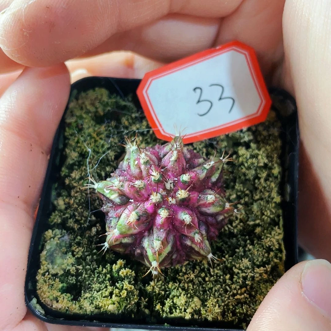 非偏远地区满25包邮仙人球裸根