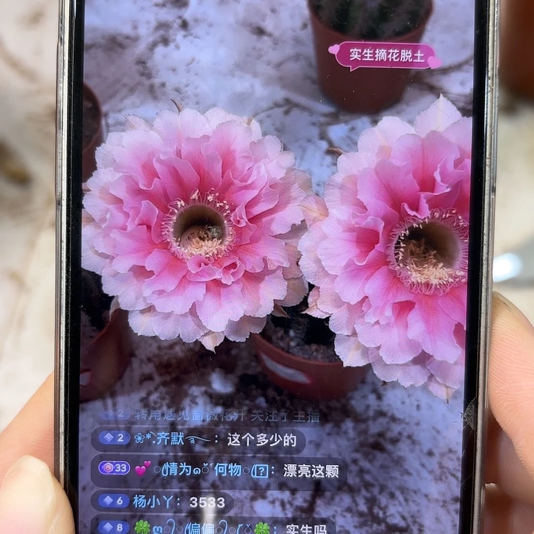 彩草珊瑚6公分左右