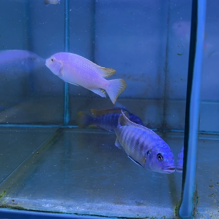 M***n慈鲷鱼319号共4条111111