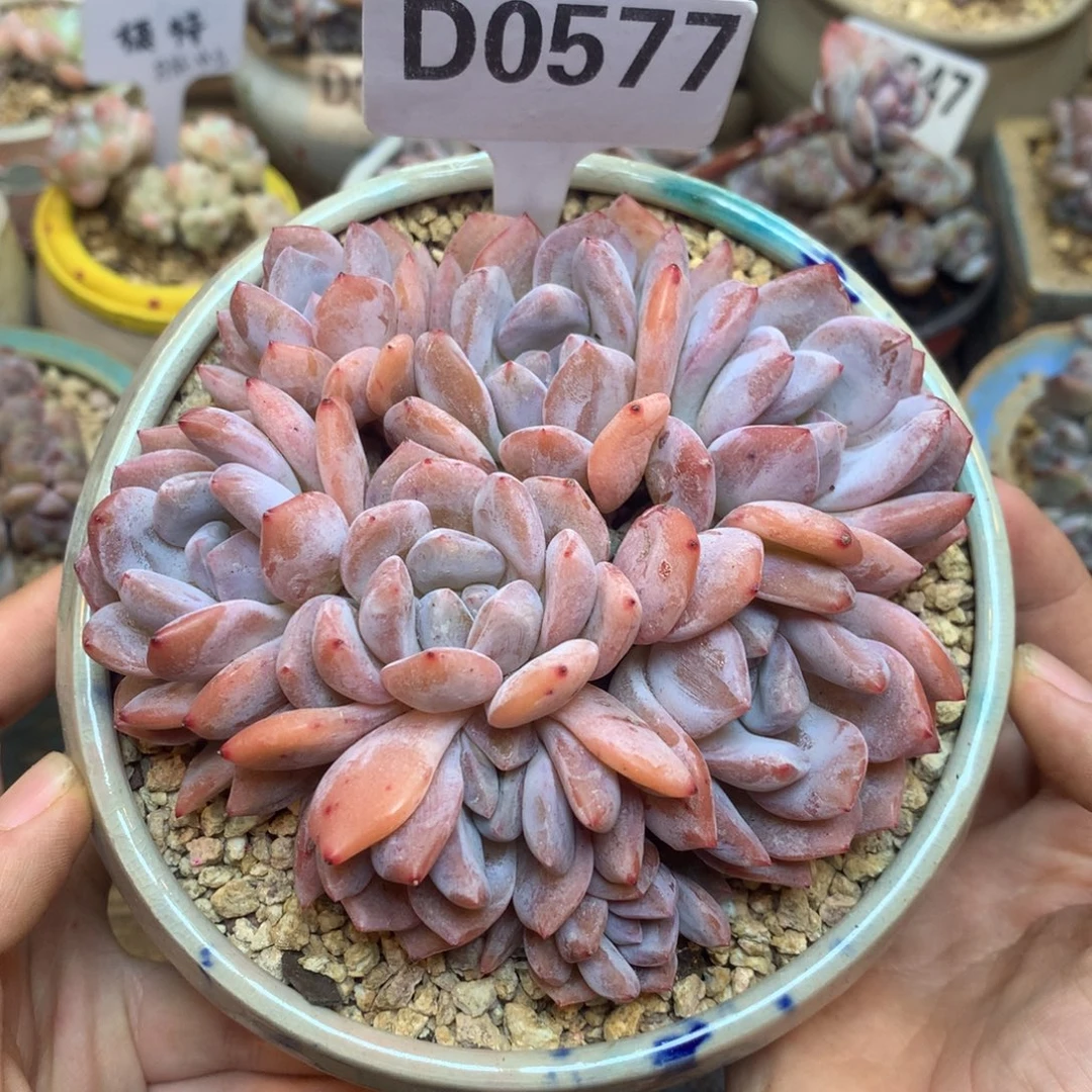 D0577 雪天使 有砍 11cm