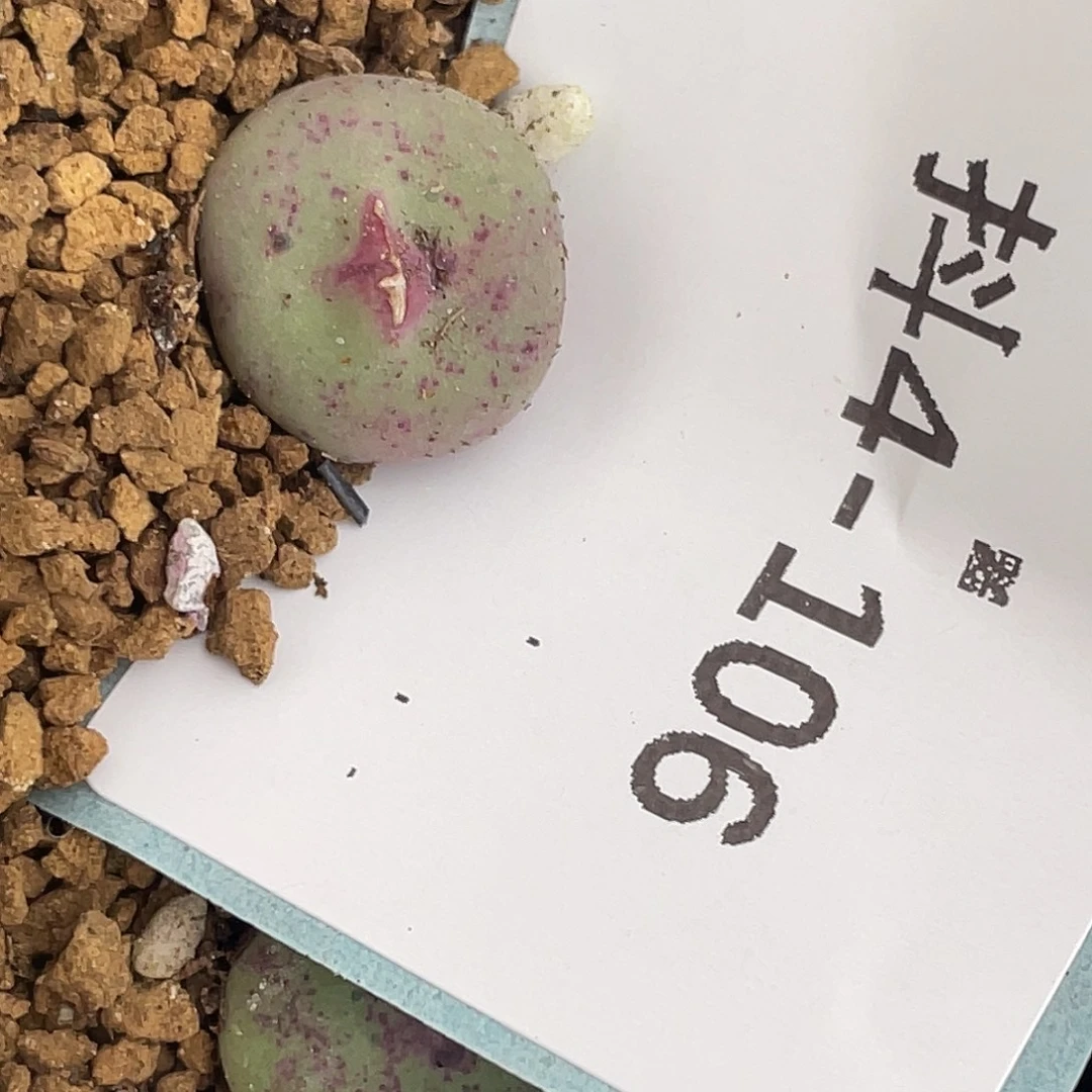 小****4-106肉锥多肉植物