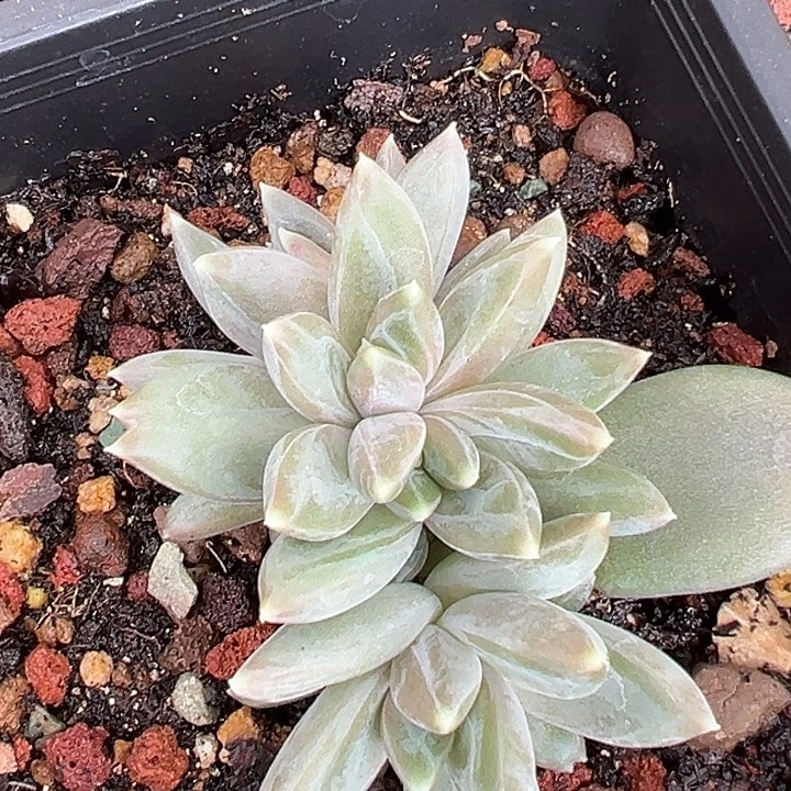 孤品美人一物一拍美人