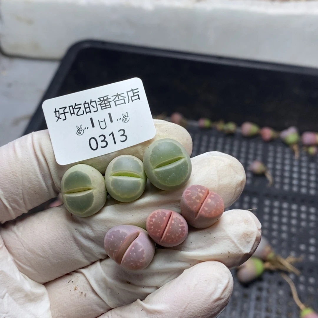 阳*20313。零下拍保温。