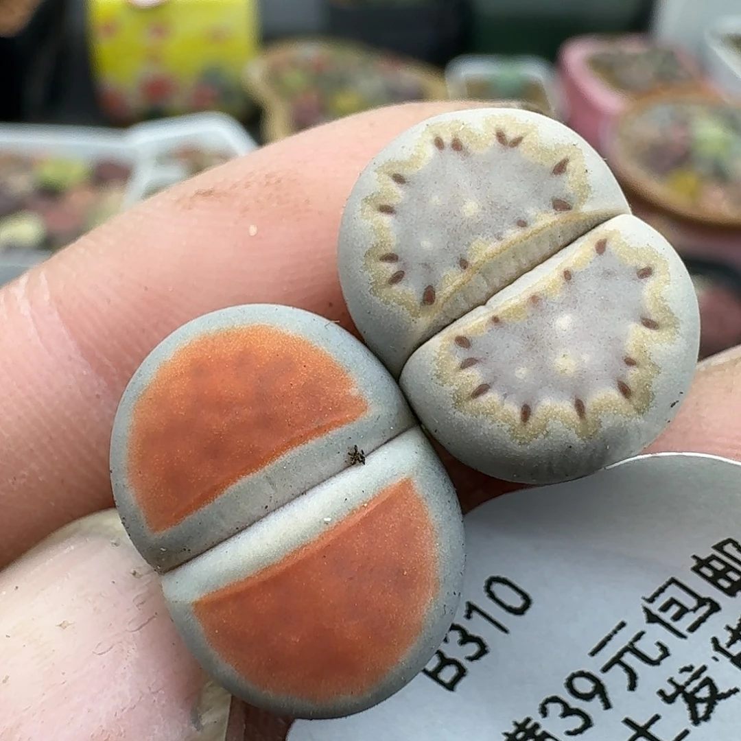 310多肉哈哈哈哈哈哈哈