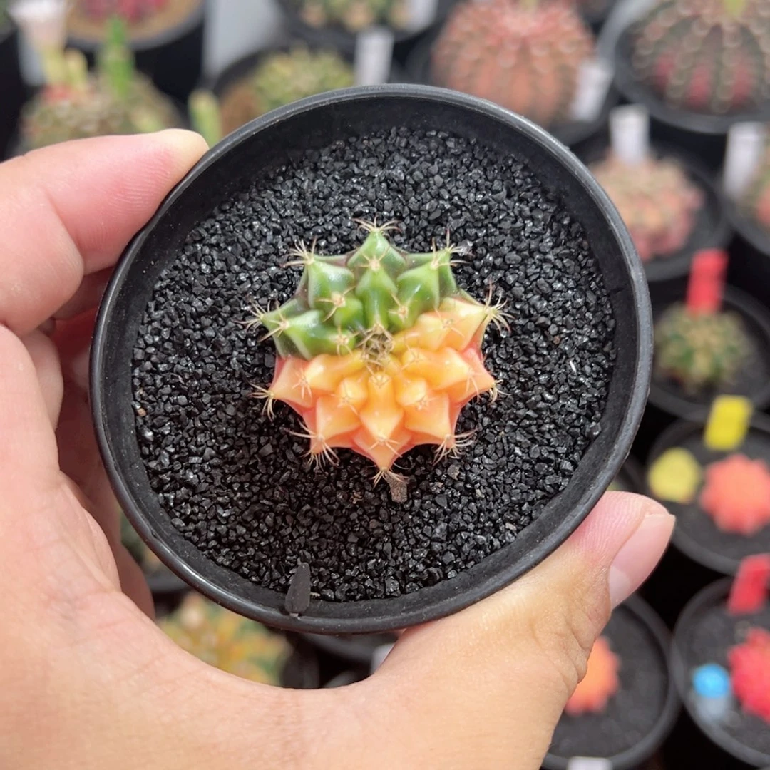 精品米哈——（默认脱土发货）