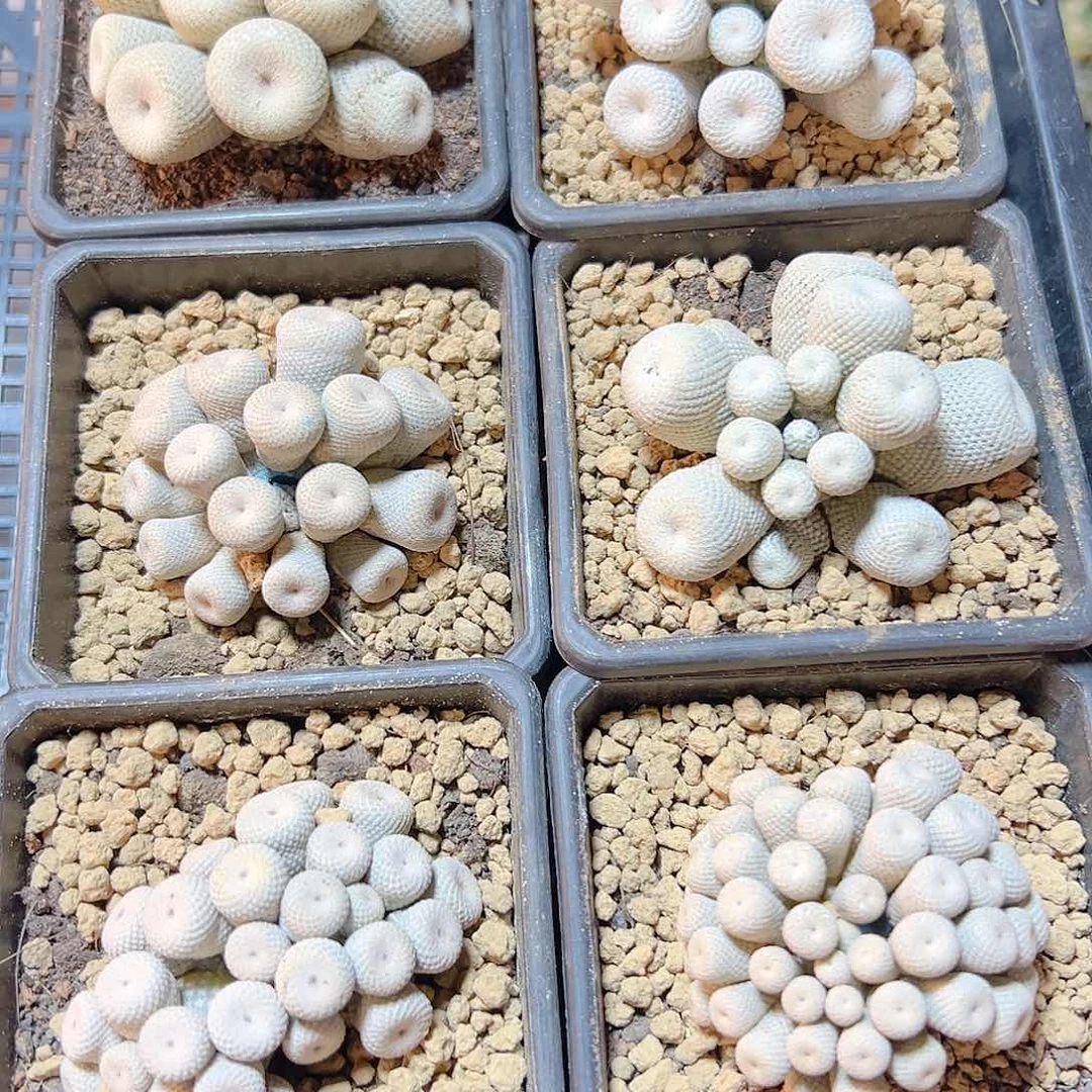 出根芽日系小人帽子5公分