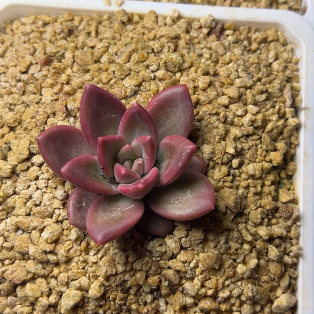 【闪购商品】迷雾泡泡多肉19.8