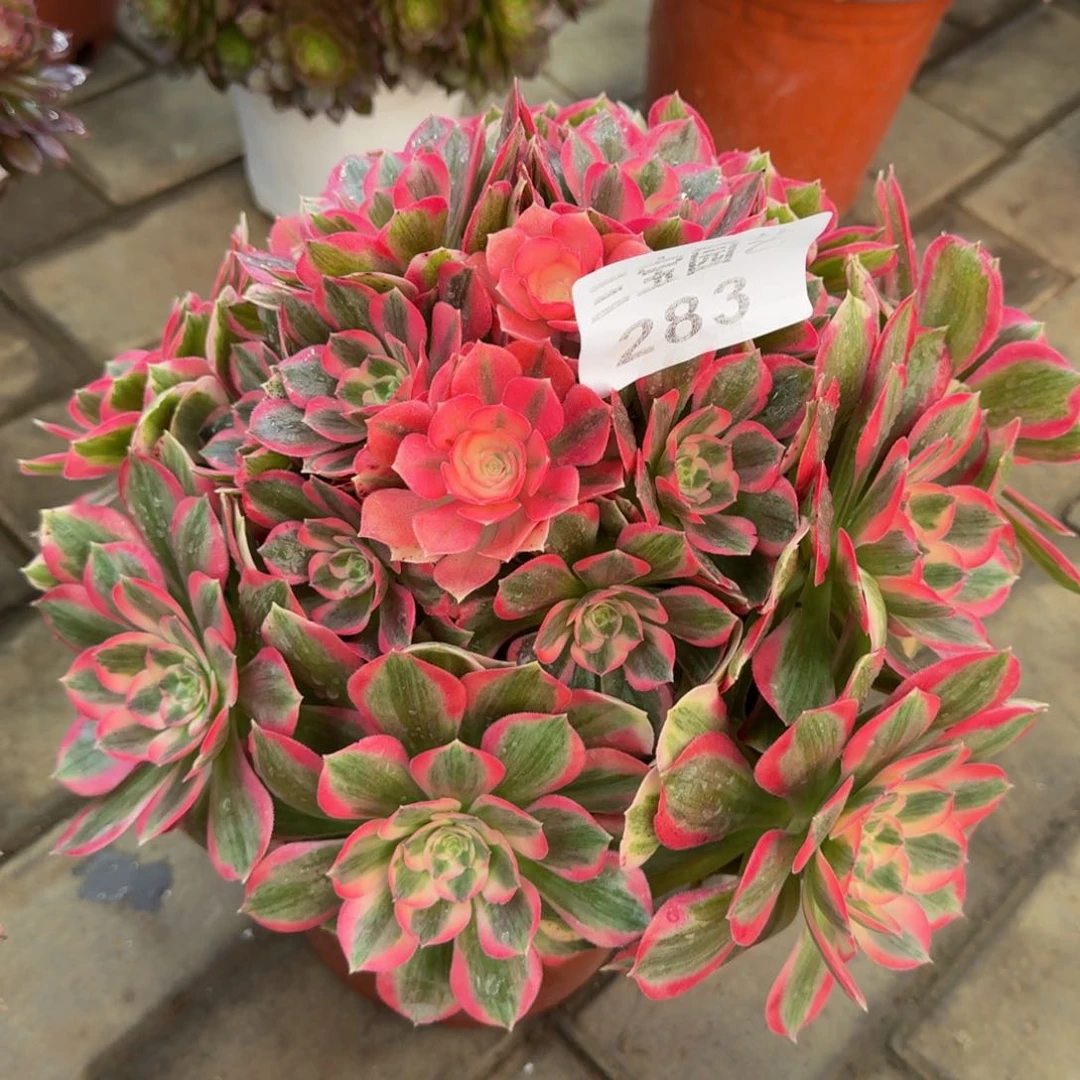 Y*多肉植物283妖月