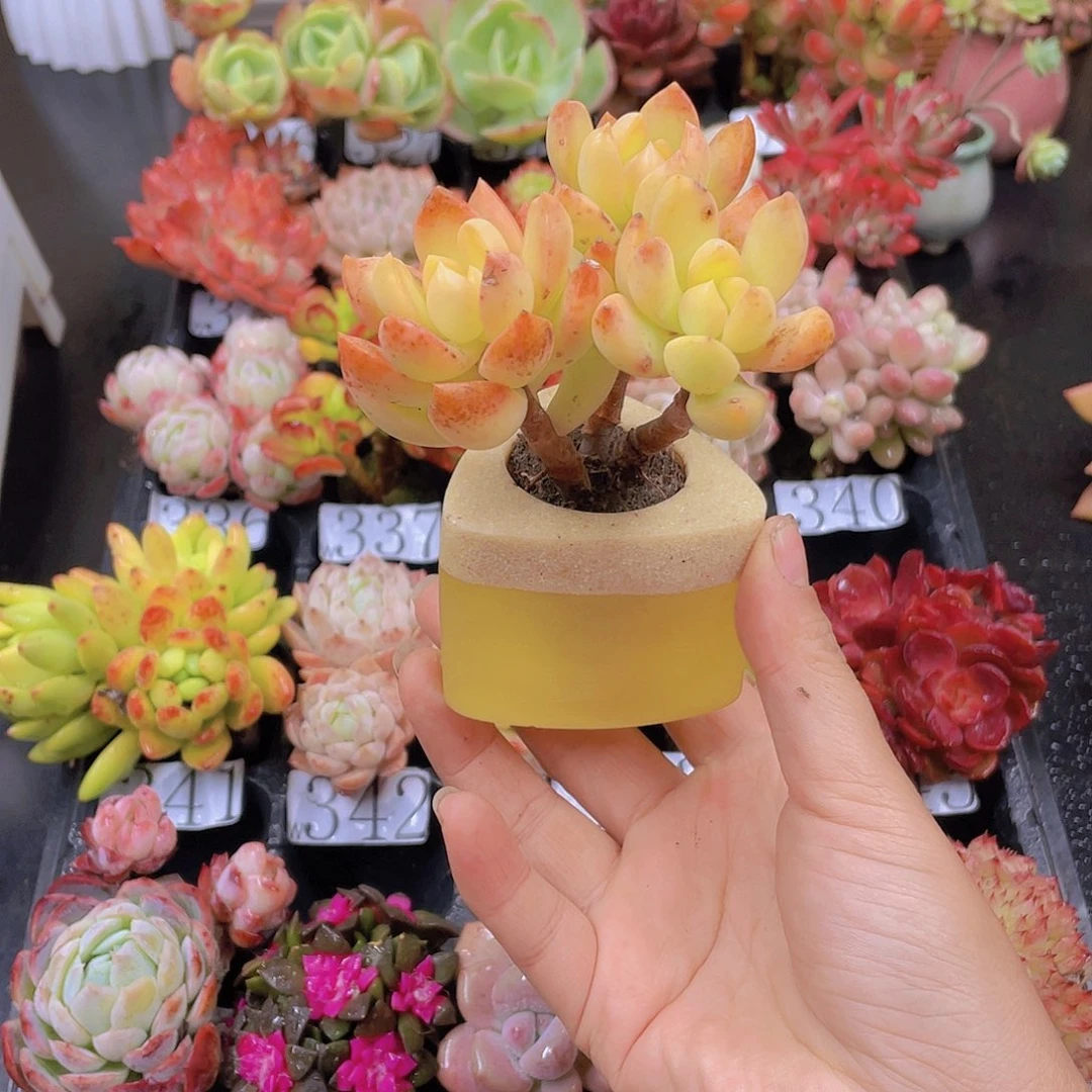 多肉小*阳无土栽培炖肉的