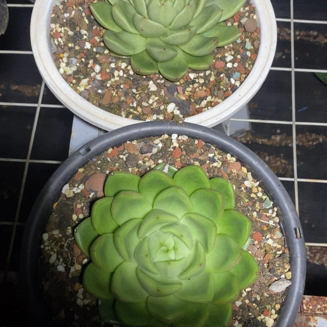 x058-多肉植物 两颗