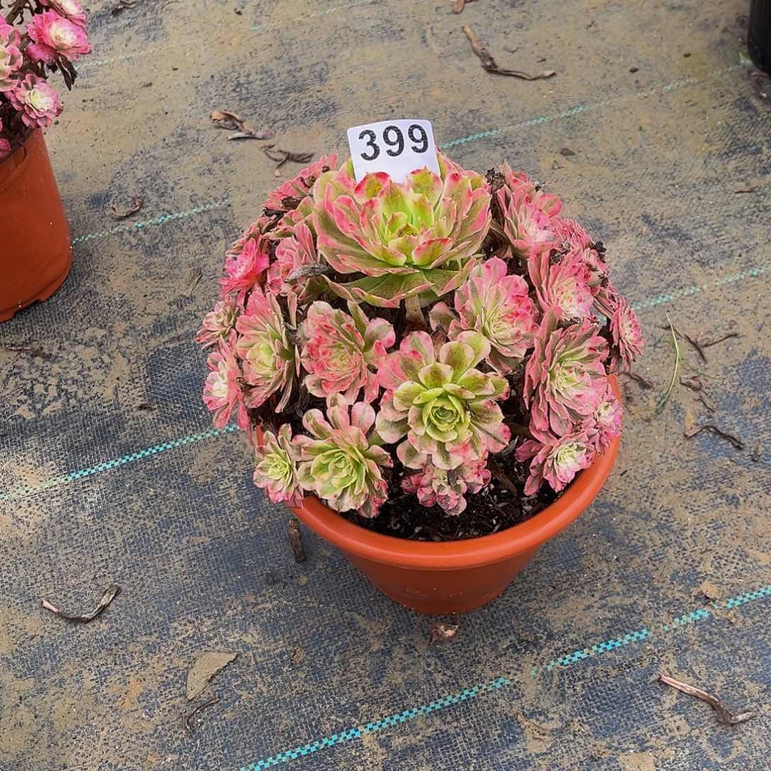 六*红铜白一物一拍399