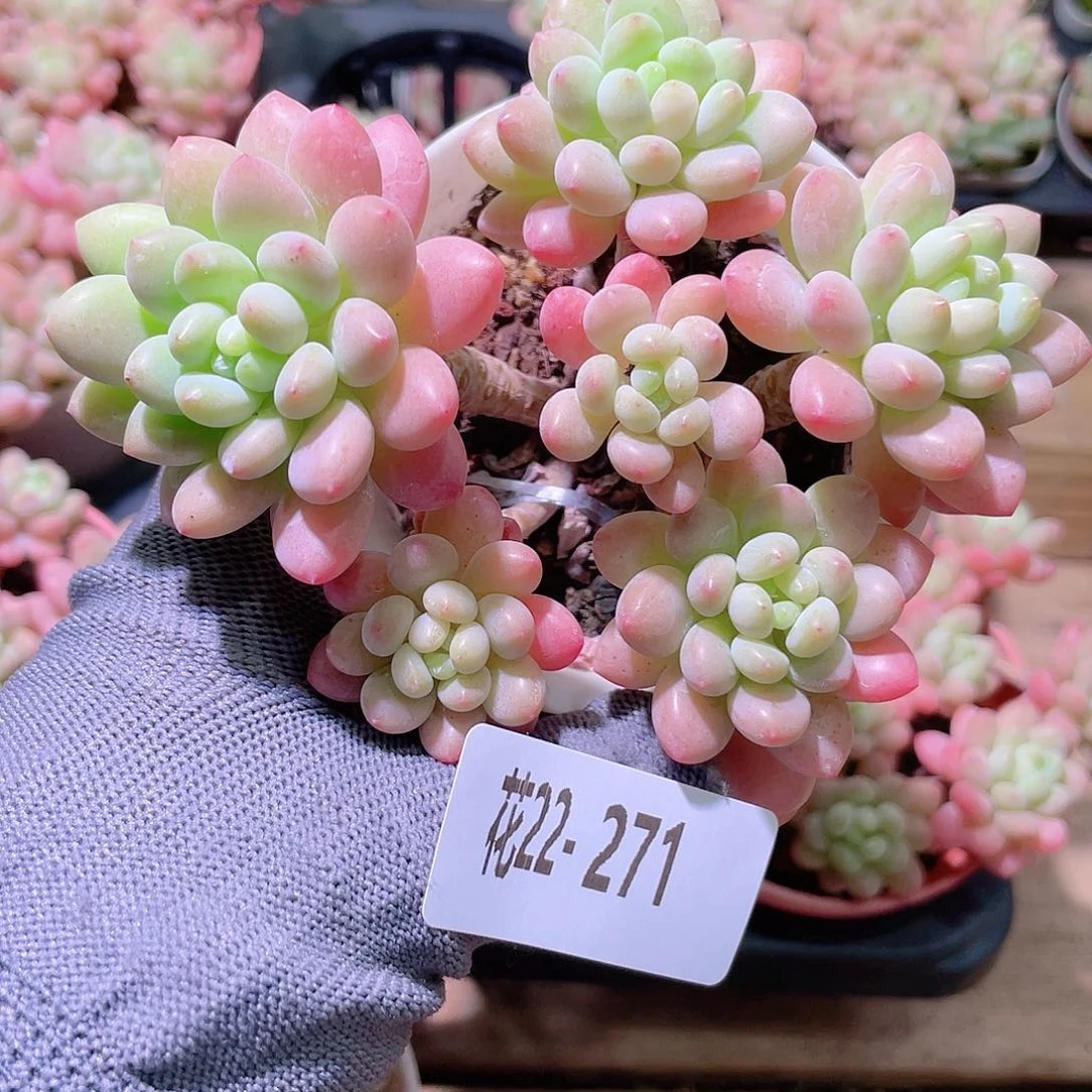 花利美22-271洛可可