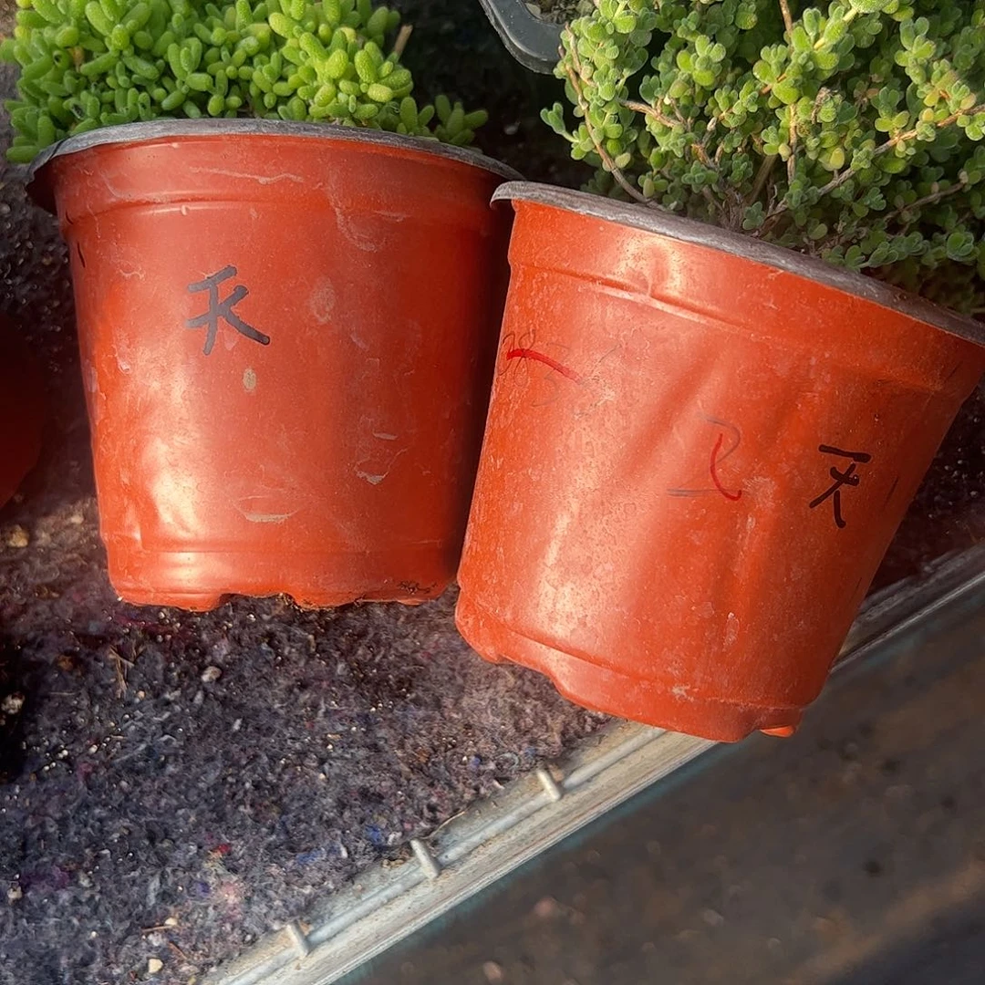 天***蛙枝干蜜橘莱斯大盆