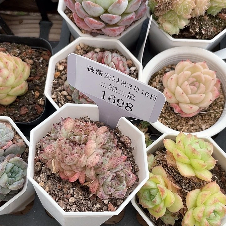 薇薇安园艺多肉1698