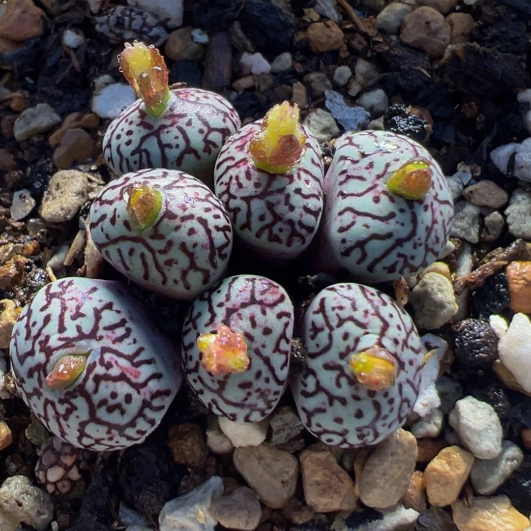 126多肉植物百科植物