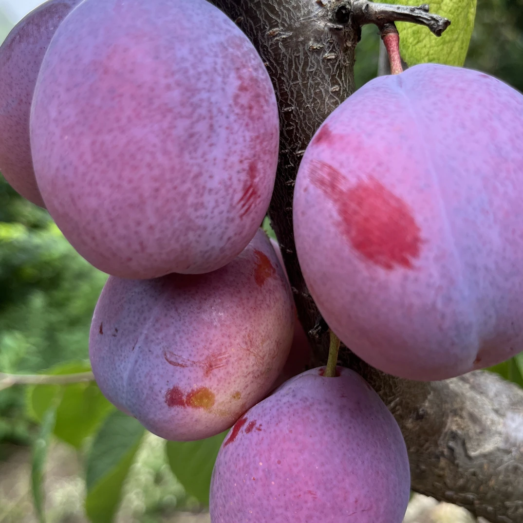 寺河山西梅新鲜现摘当季脆甜多汁