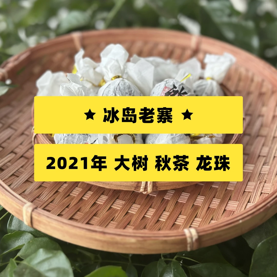 【龙珠】云南 临沧 醉宇阁 冰岛老寨 2021年 大树 秋茶 龙珠