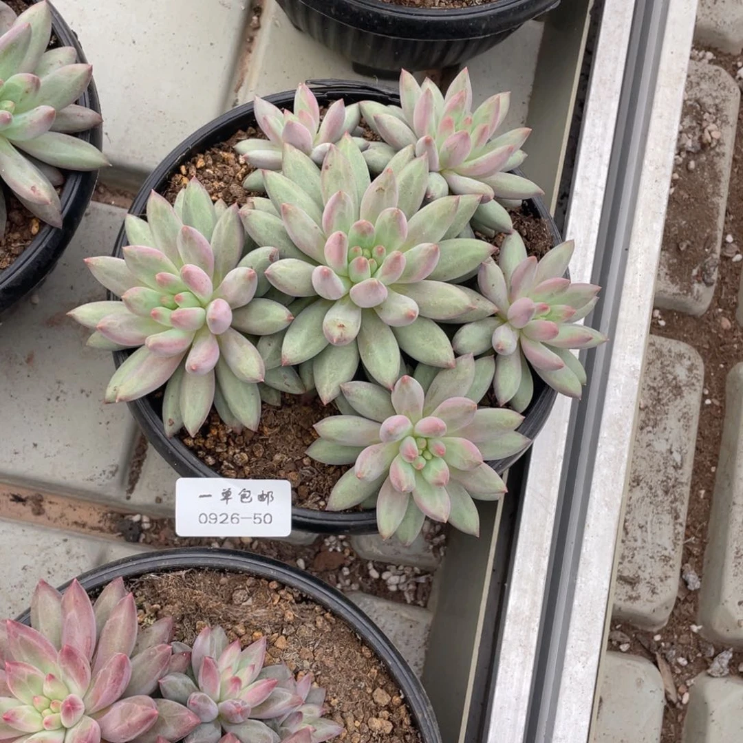 邢*0926-50-虞。，，，，