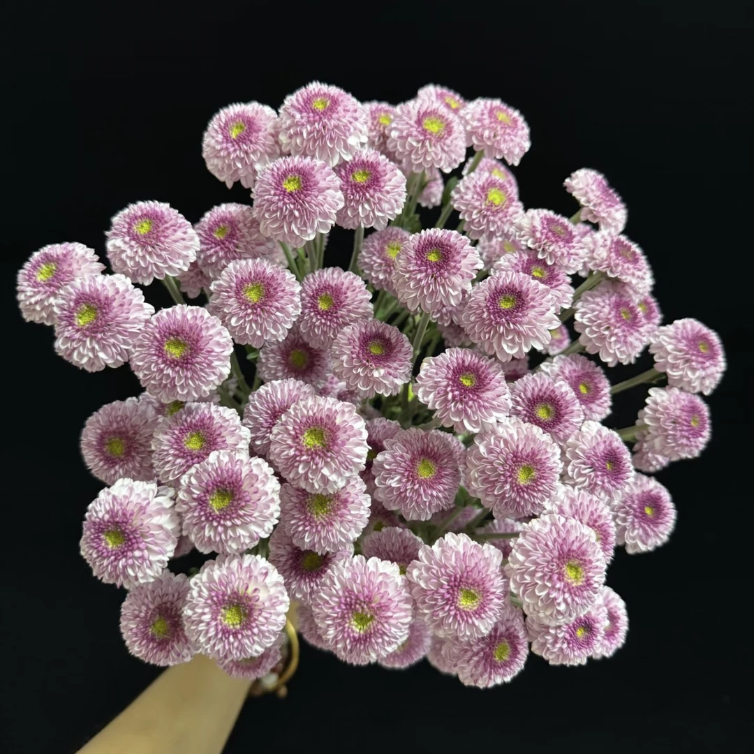 【杨鹏鲜花】粉妍 小菊 超长待机 云南鲜花包邮