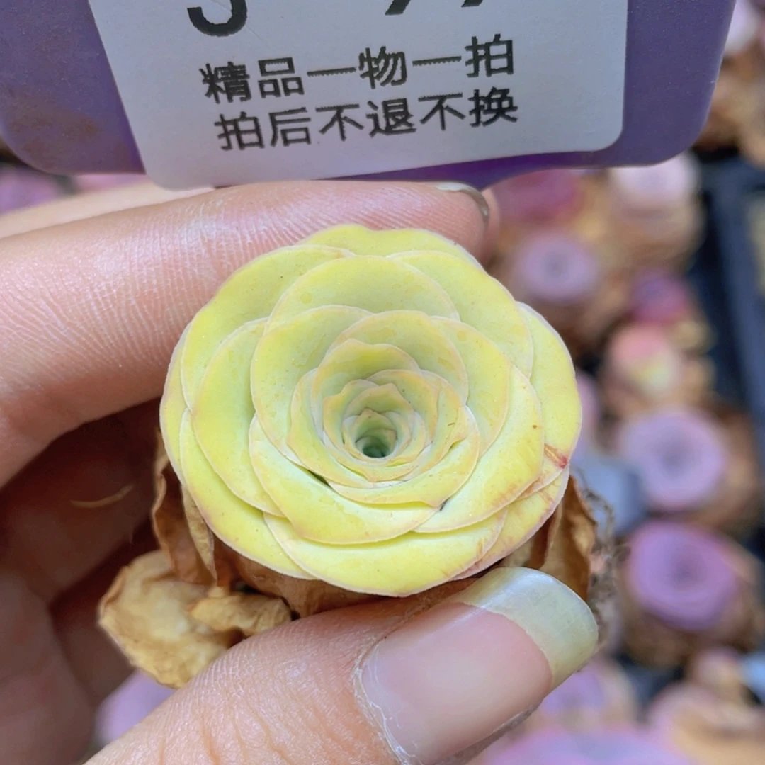 影***颖山地玫瑰J99满38包邮裸根发货