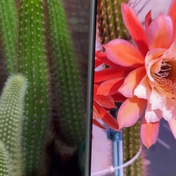 仙人球金三蝴蝶自根一个