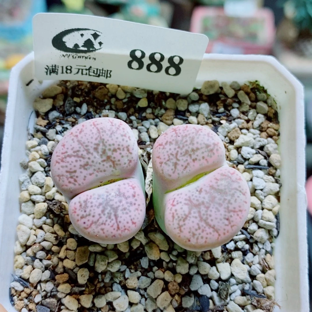 生石花花花花花花花888